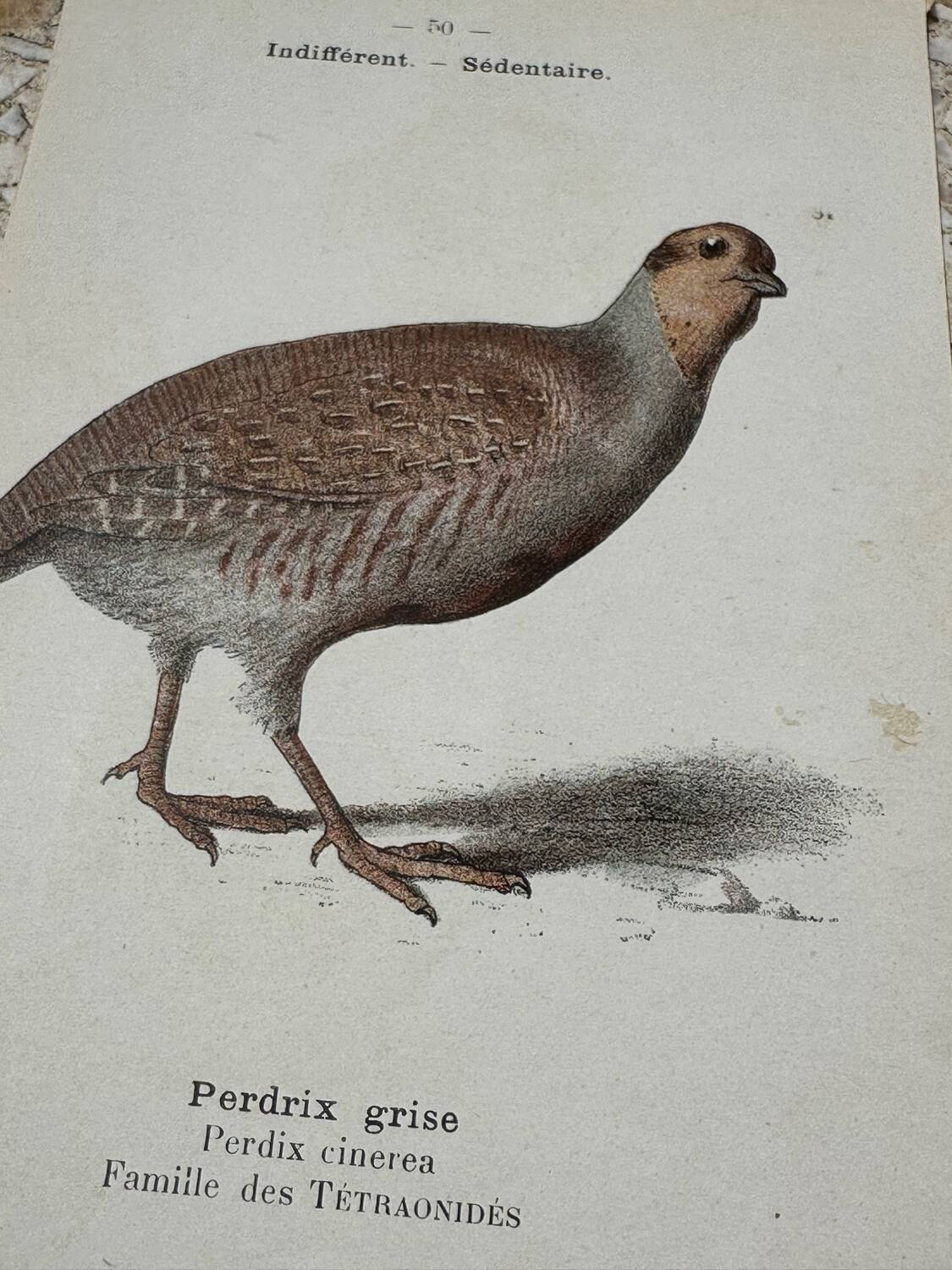 Naturalist engraving botanical plate birds 1908