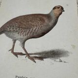 Naturalist engraving botanical plate birds 1908