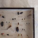 Insects frame 1920 entomology