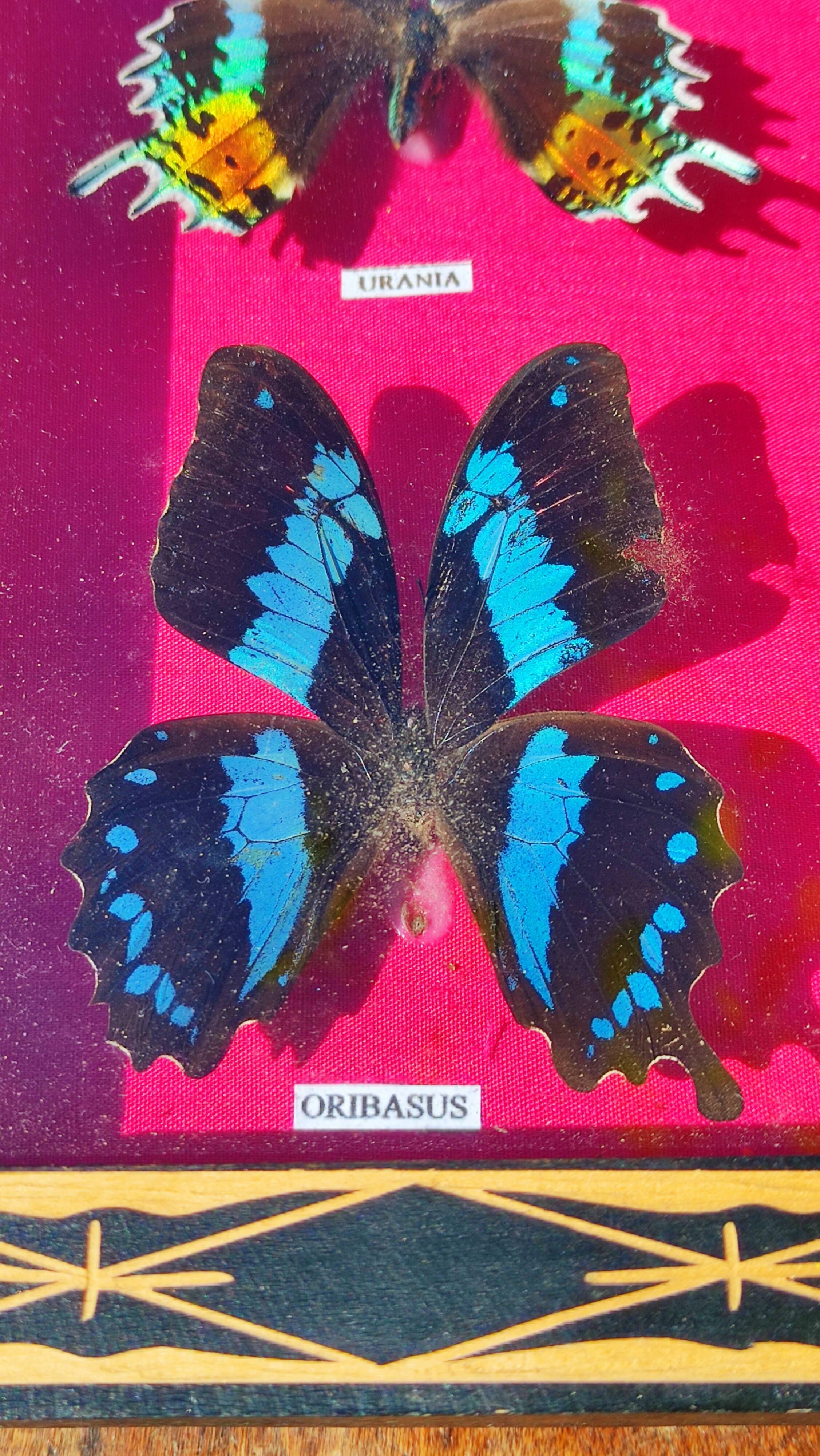 Vintage naturalized butterfly frame