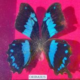 Vintage naturalized butterfly frame