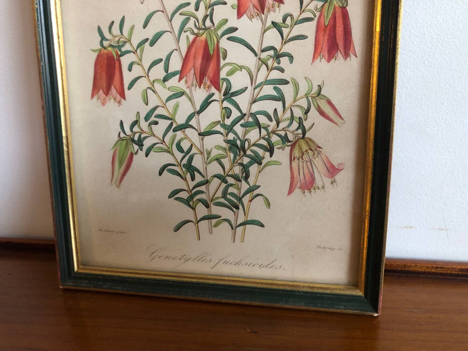 Vintage botanical illustration
