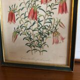 Vintage botanical illustration