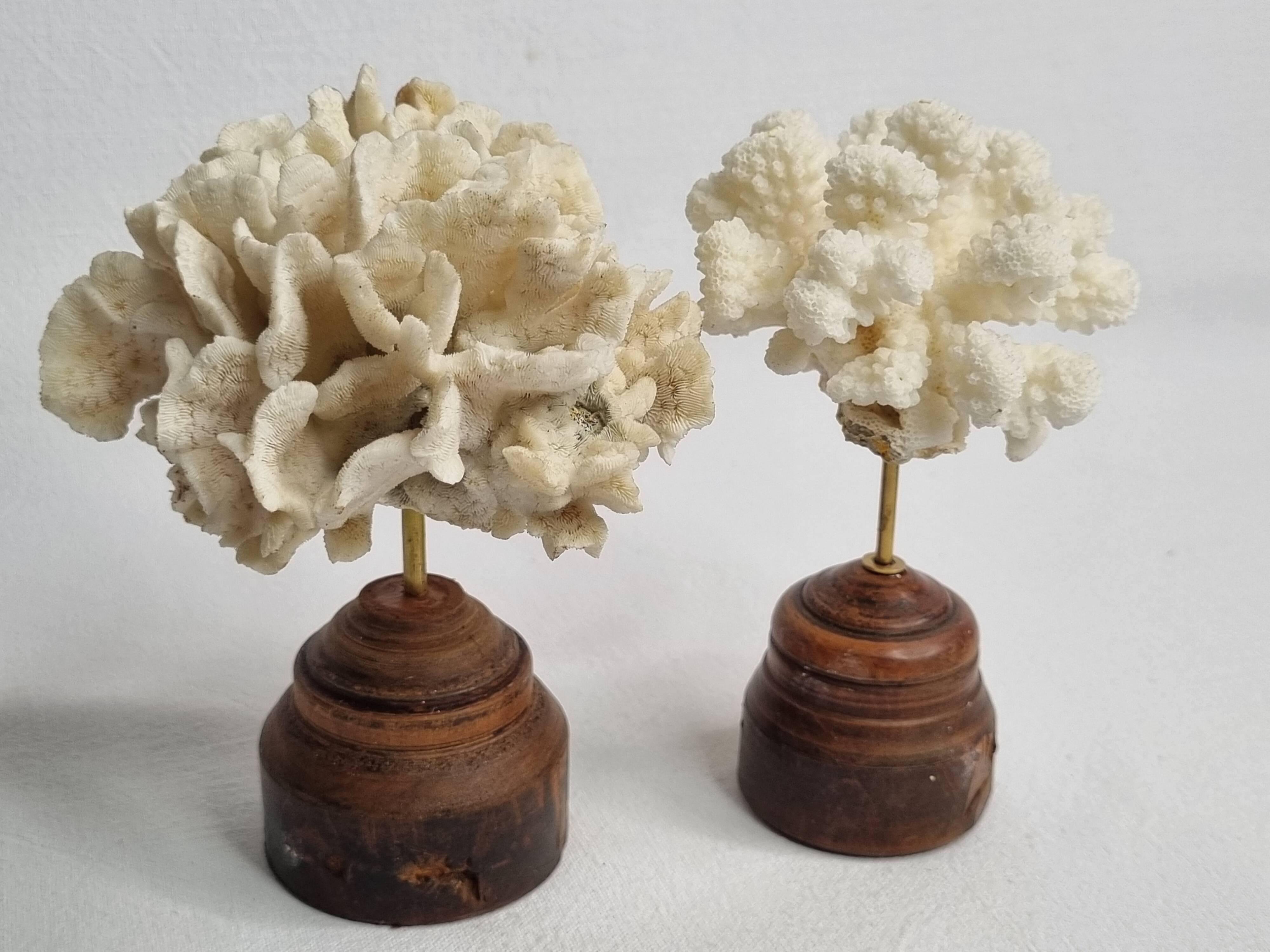 Pair of antique corals on turned wooden bases, 13 cm