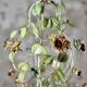 Large flower and leaf chandelier, hand-painted sheet metal, Italy, 1940s