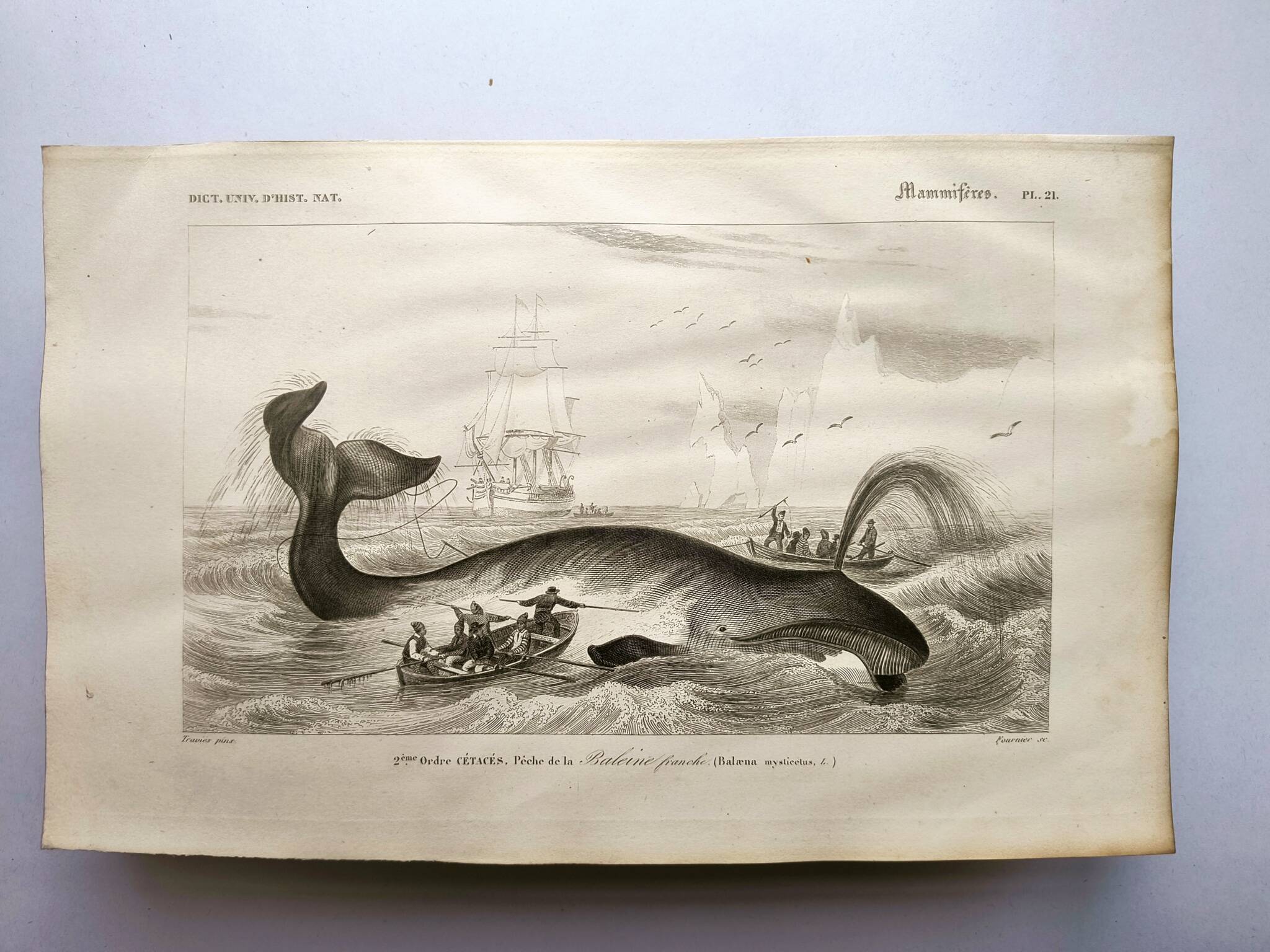 Antique engraving from 1849 - Whale - de Travies, Orbigny - ocean, cetacean