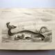 Antique engraving from 1849 - Whale - de Travies, Orbigny - ocean, cetacean