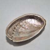 Shell-shaped catchall
