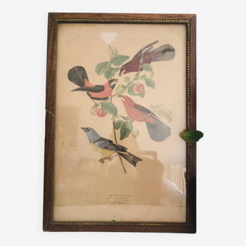 Old framed lithograph by Jean theodore Descourtilz