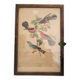 Old framed lithograph by Jean theodore Descourtilz