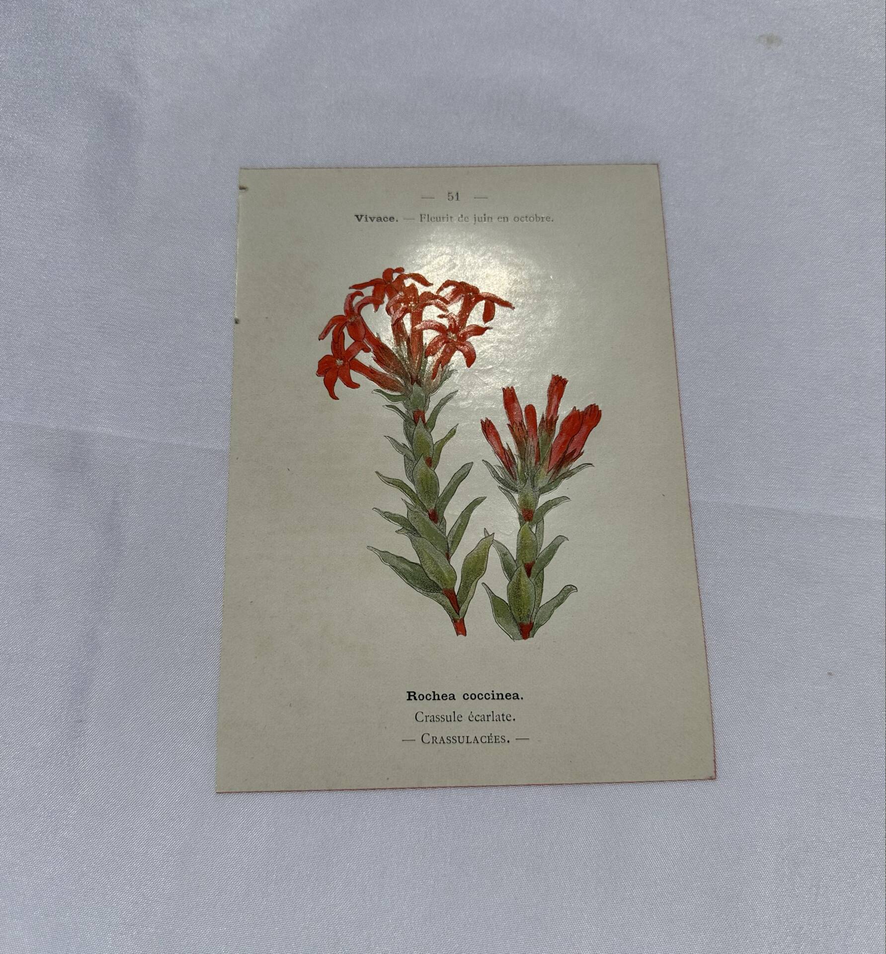 Botanical plate naturalist engraving scientific drawing double-sided
