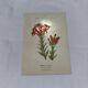 Botanical plate naturalist engraving scientific drawing double-sided
