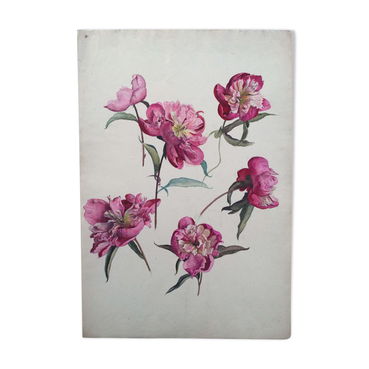 Peony study, black pencil and watercolor on paper