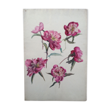 Peony study, black pencil and watercolor on paper