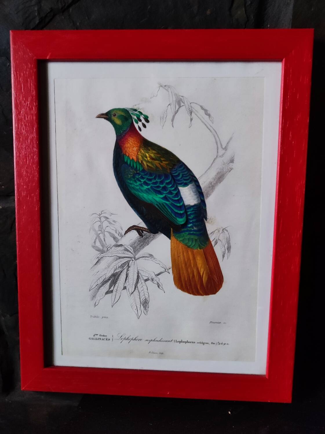 Color lithograph, Gallinaceous, JC Fournier