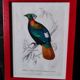 Color lithograph, Gallinaceous, JC Fournier
