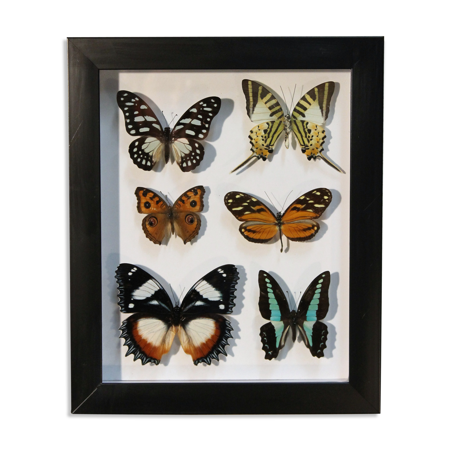 Framework set of 6 butterflies