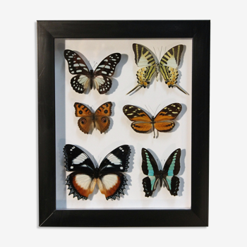 Framework set of 6 butterflies