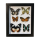 Framework set of 6 butterflies