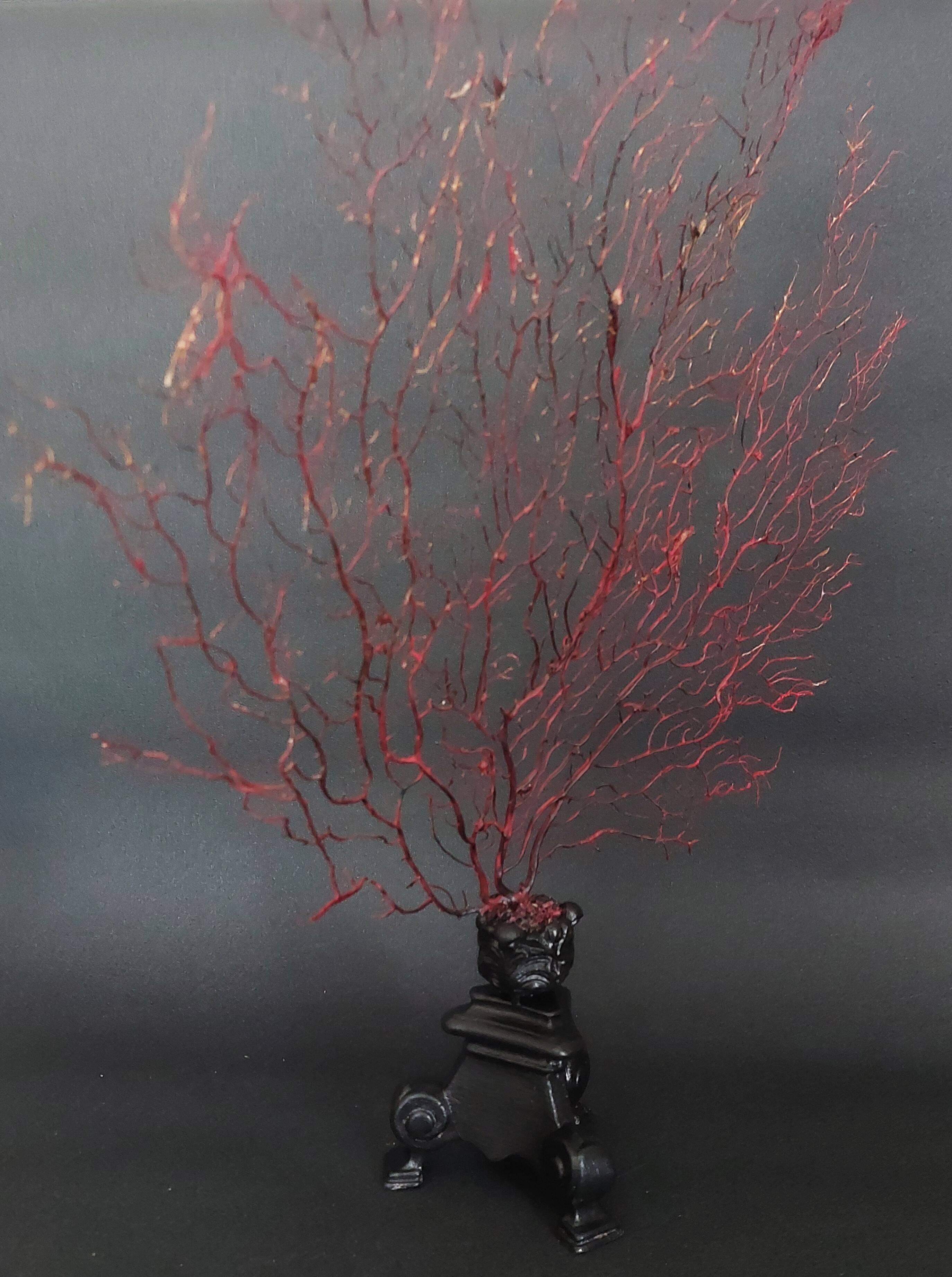 Cabinet de Curiosités gorgone rouge paramuricea clavata sur socle