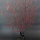 Cabinet de Curiosités gorgone rouge paramuricea clavata sur socle