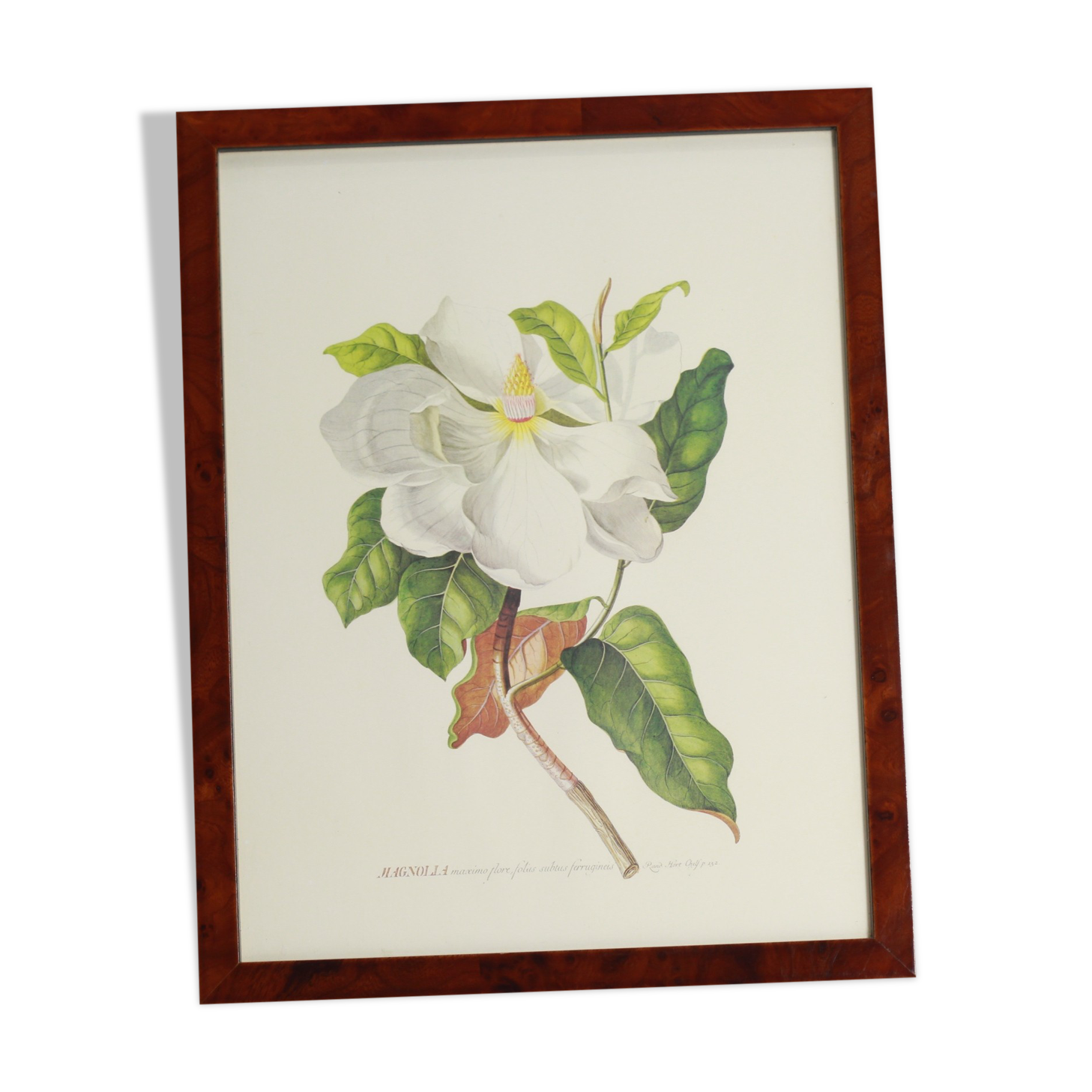 Magnolia botanical setting