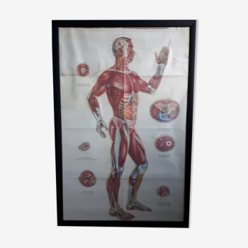 Anatomical poster