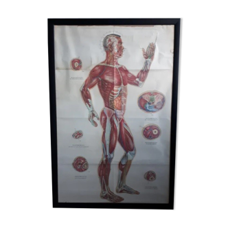 Anatomical poster