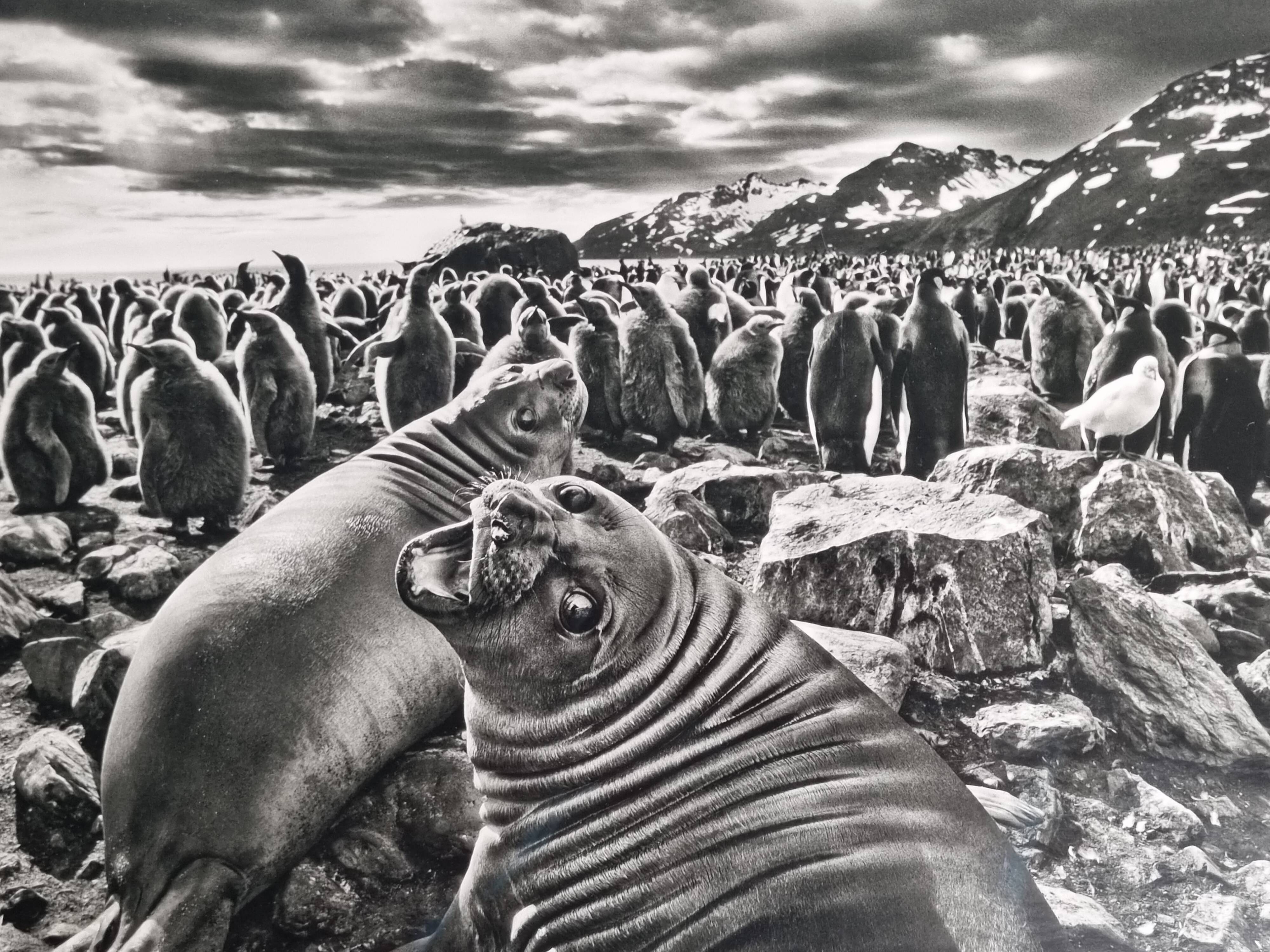 Offset edition in black and white "Genesis" after Sebastião Salgado, framed under glass, 30 x 38 cm