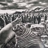 Offset edition in black and white "Genesis" after Sebastião Salgado, framed under glass, 30 x 38 cm