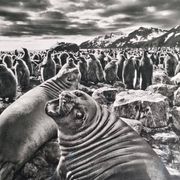 Offset edition in black and white "Genesis" after Sebastião Salgado, framed under glass, 30 x 38 cm