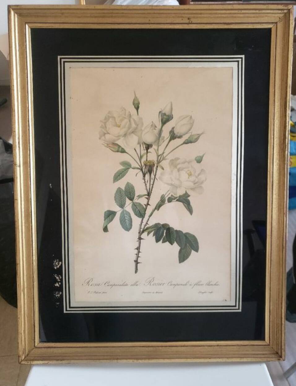 Botanical lithograph by Pierre Joseph Redouté