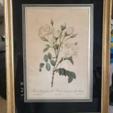 Botanical lithograph by Pierre Joseph Redouté