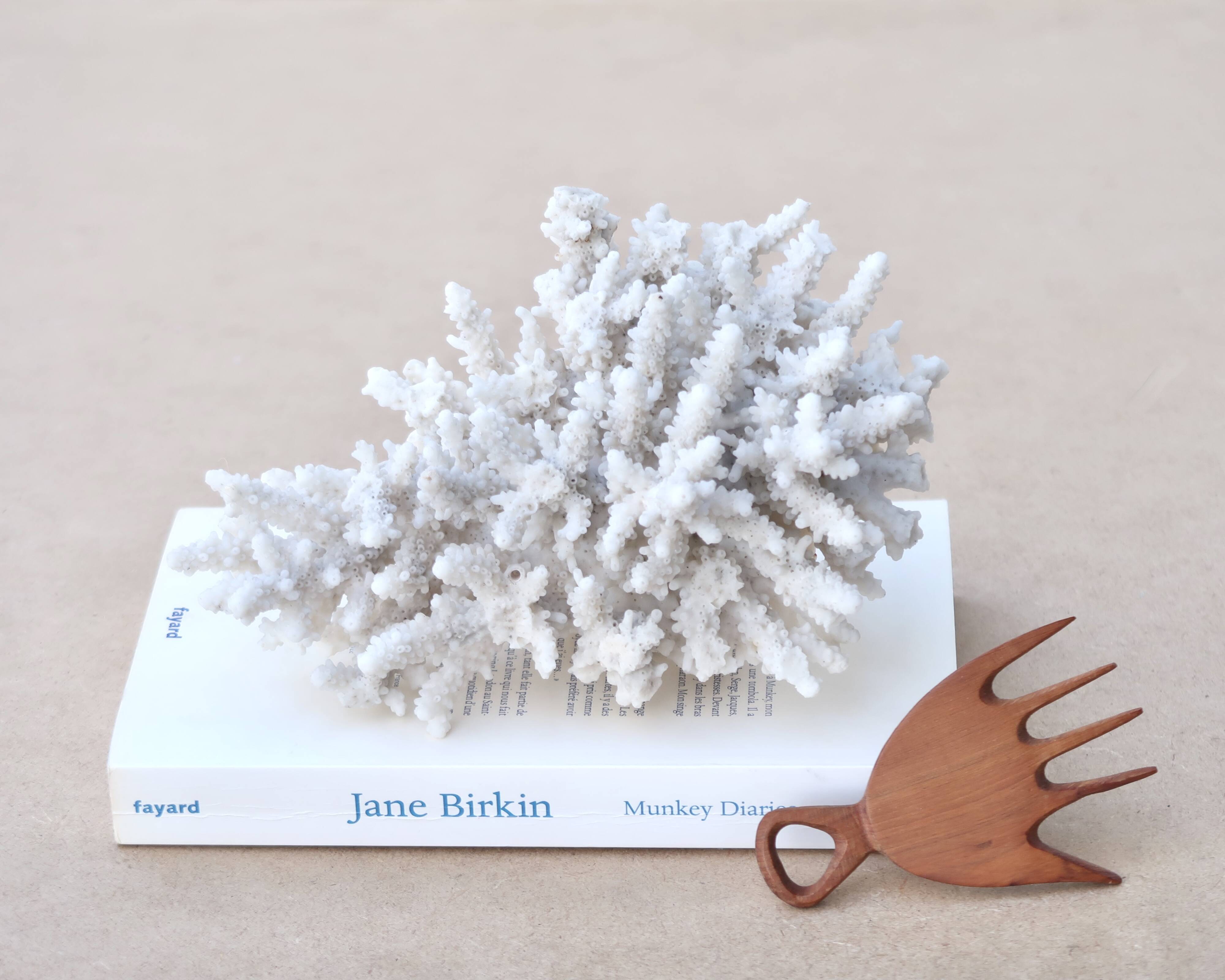 Natural white coral cabinet of curiosities, 1970s