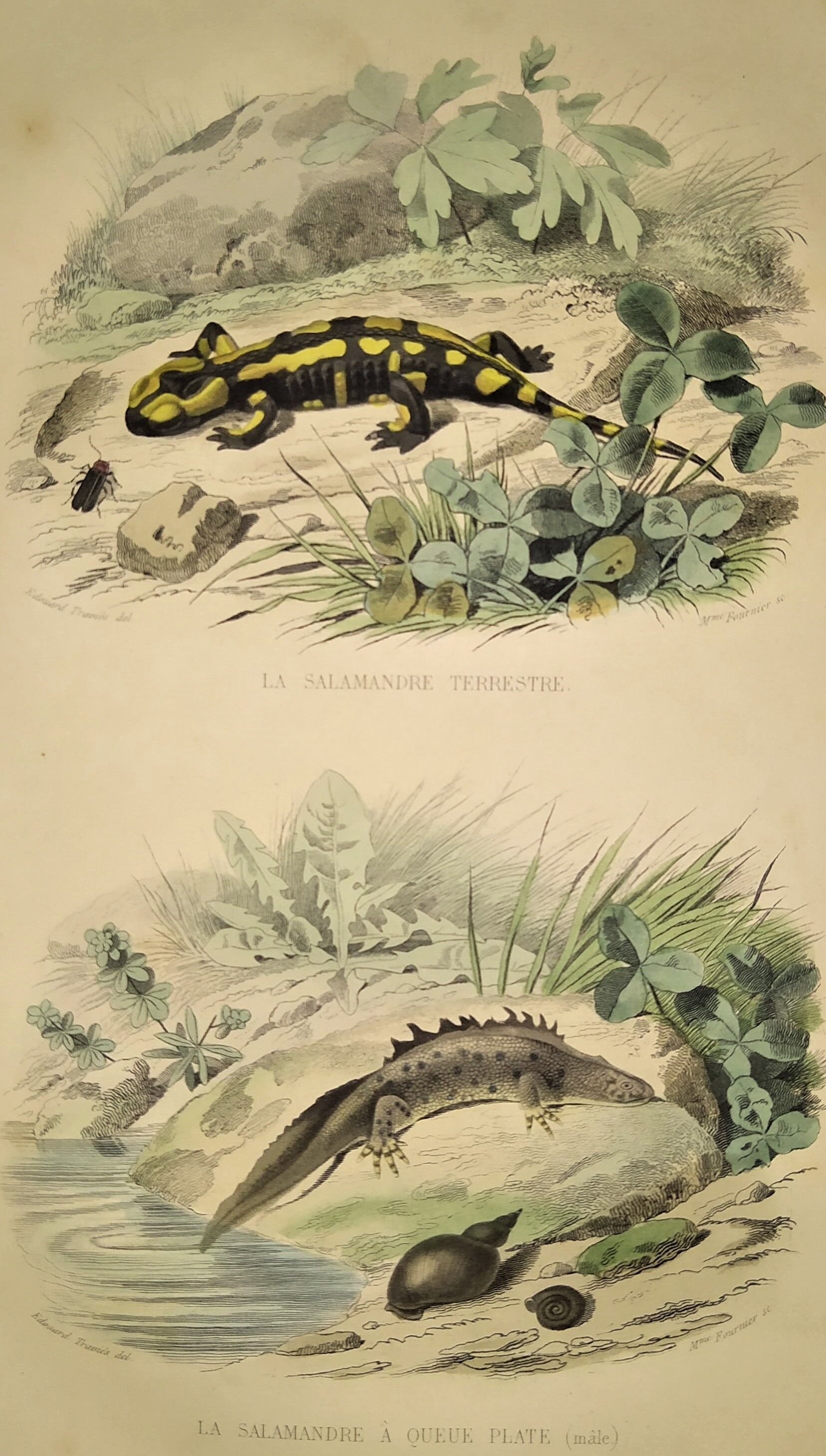 Original zoological plate of 1839 " the terrestrial salamander,....