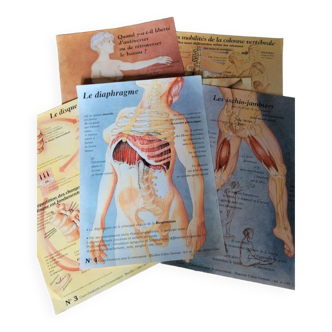 6 anatomy medical posters