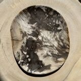 Very large pocket or dish in petrified wood