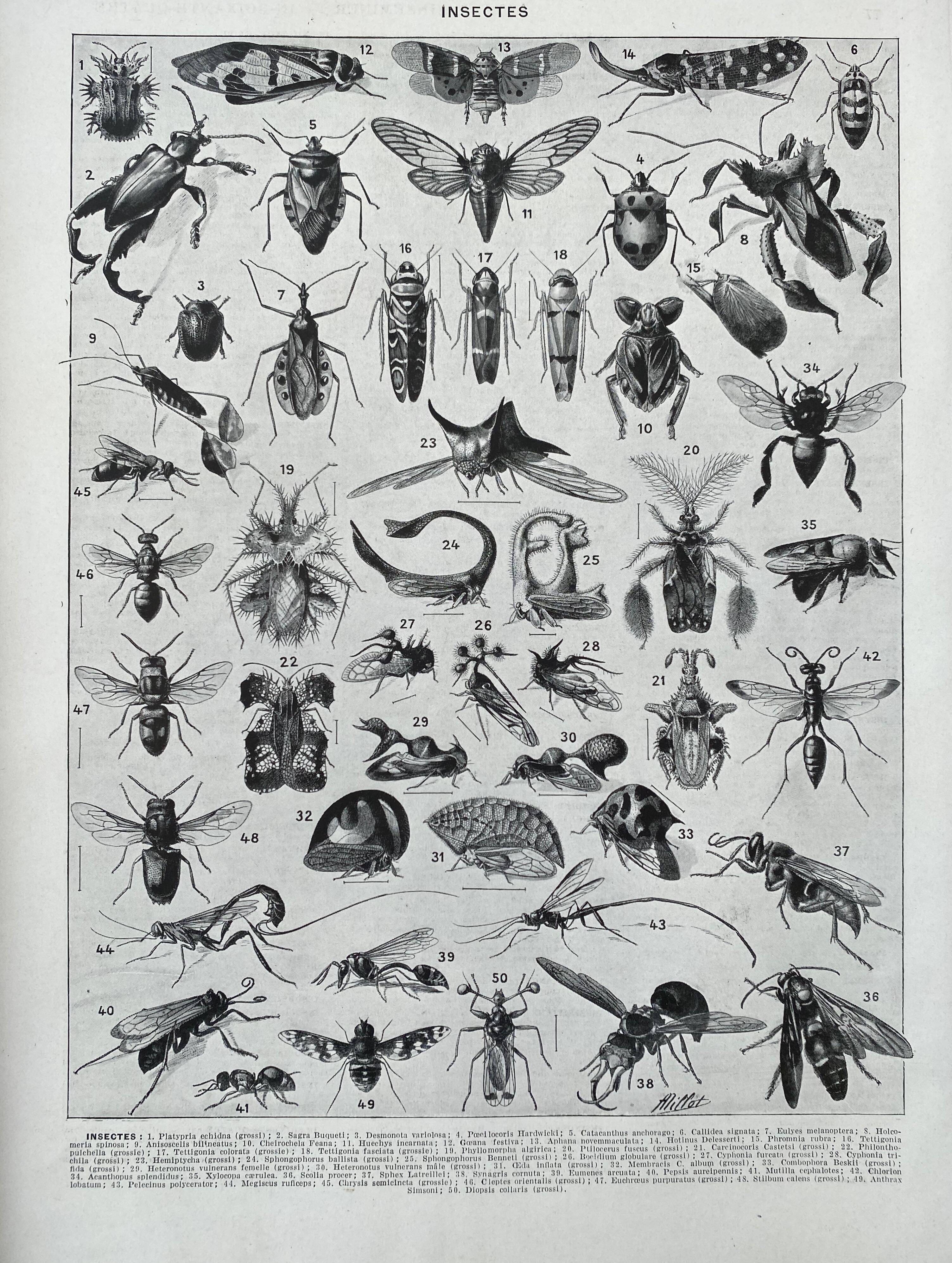Illustration Millot "insects"