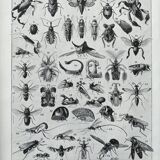 Illustration Millot "insects"