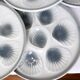 6 vintage oyster plates from Moulin des Loups and Orchies