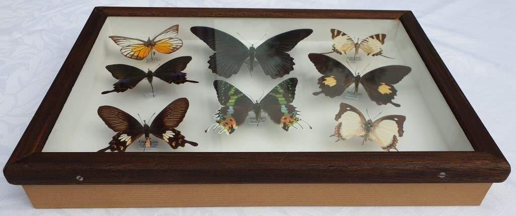 Showcase frame 8 butterflies of the world naturalized vintage 1970's