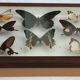 Showcase frame 8 butterflies of the world naturalized vintage 1970's