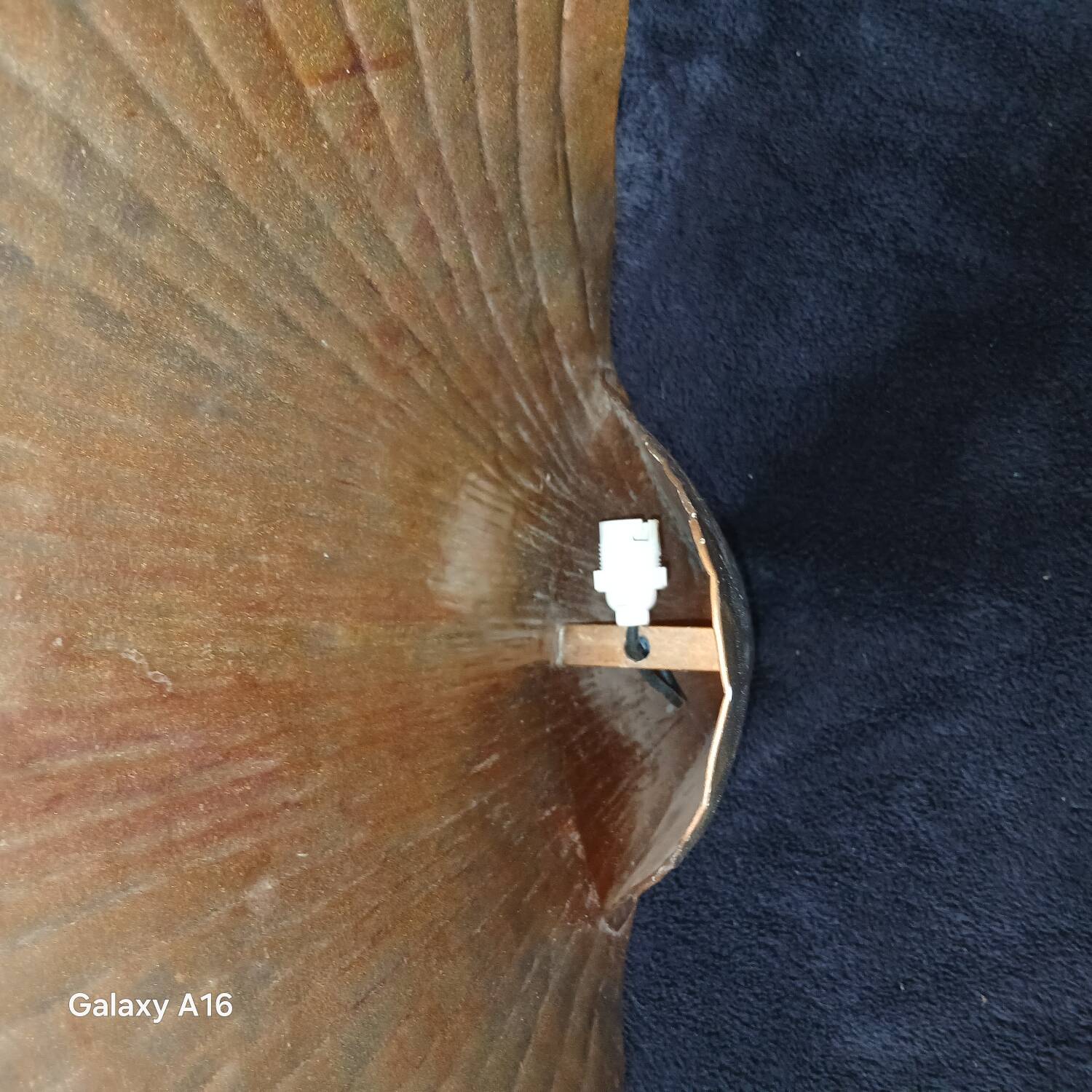 Huge shell art wall light