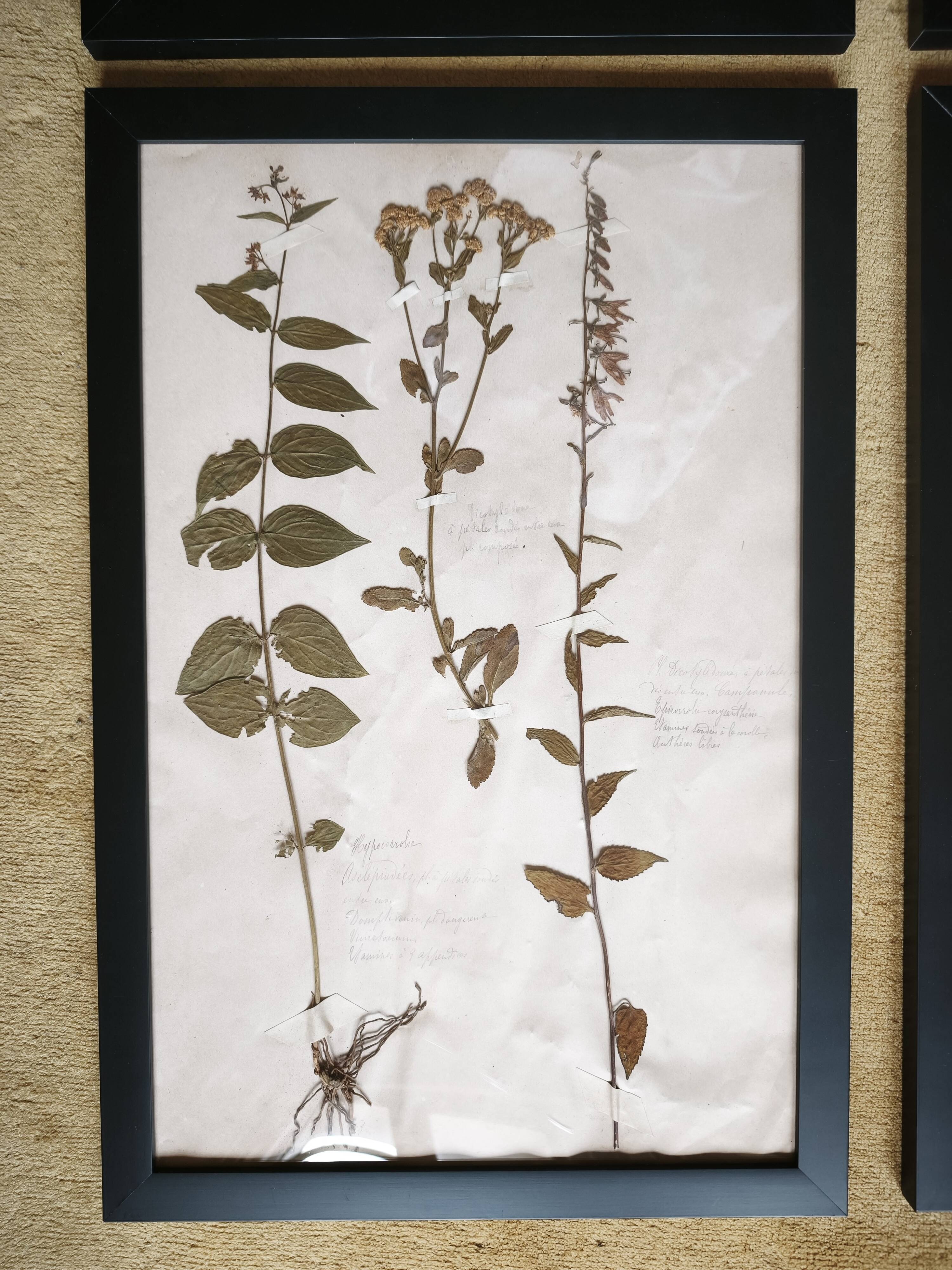 Framed old herbariums, set of 4