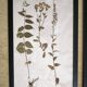Framed old herbariums, set of 4