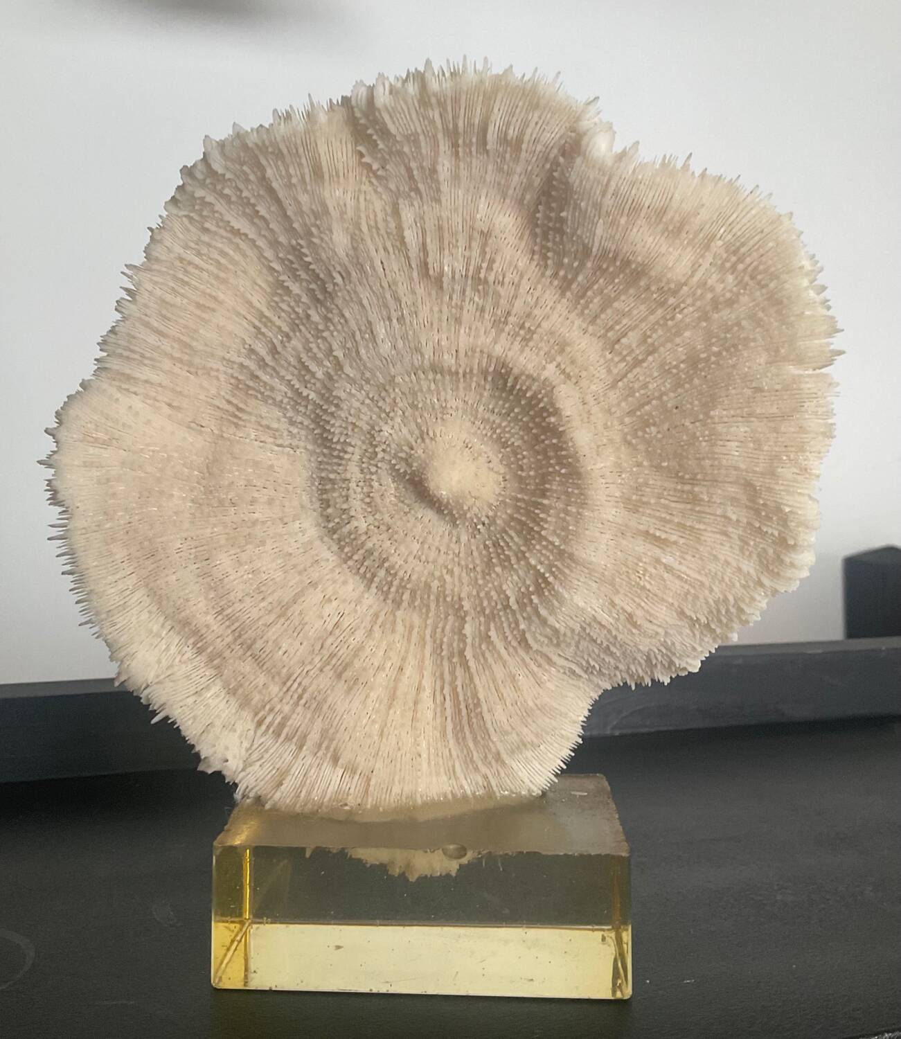 Vintage coral on plexiglass base