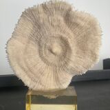 Vintage coral on plexiglass base