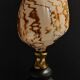 Coquillage cymbiola nobilis sur socle
