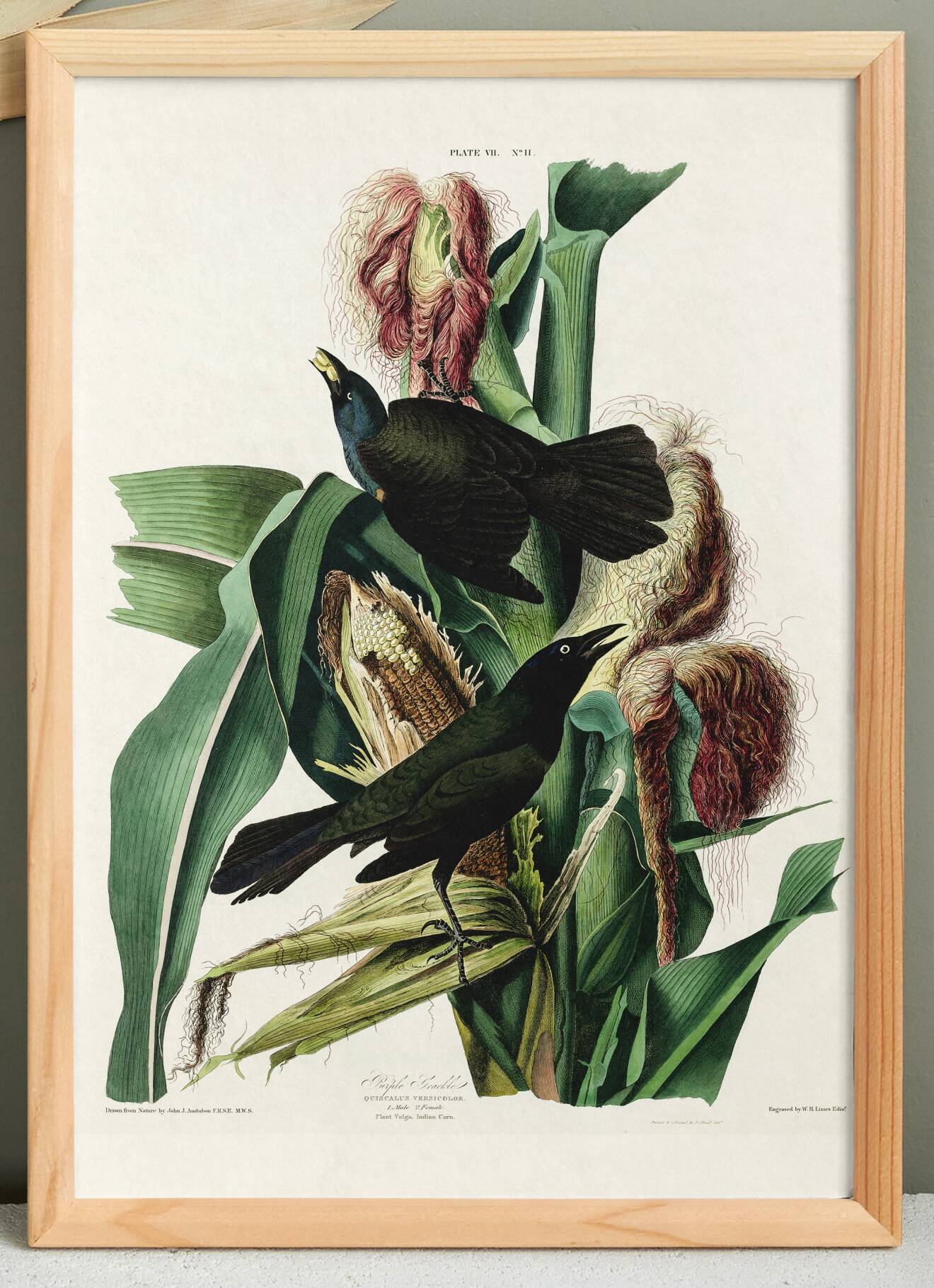 Poster about the Bronze Grackle, after an old engraving from 1827.