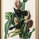 Poster about the Bronze Grackle, after an old engraving from 1827.